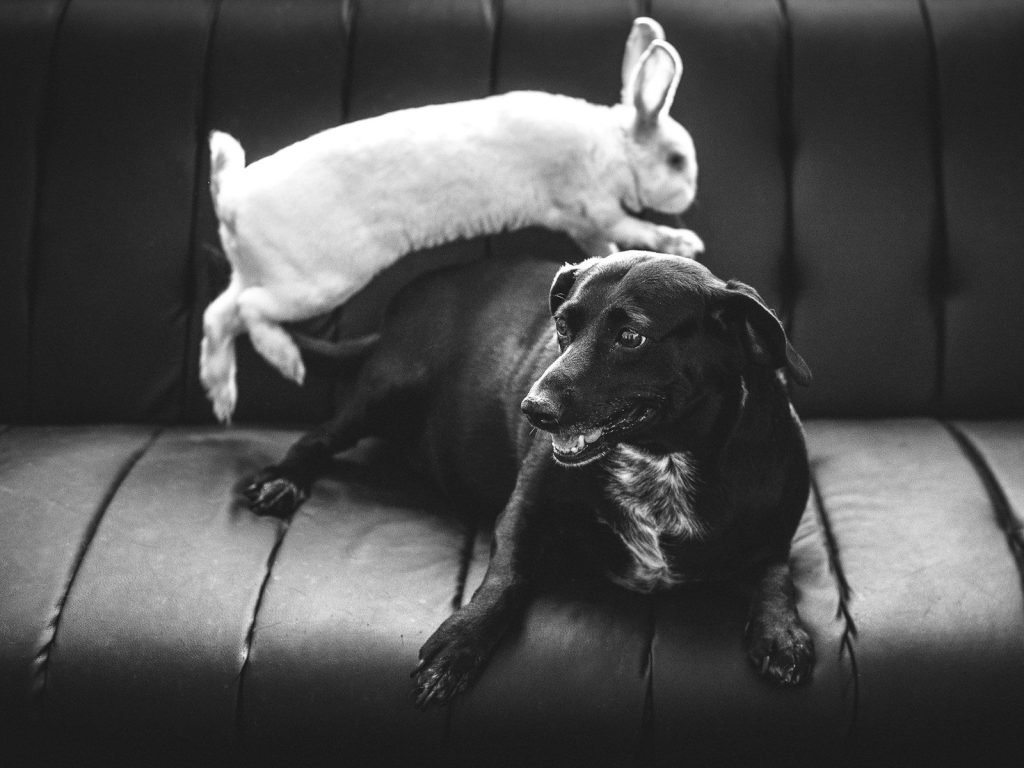 Hospital Veterinario Medical Care
