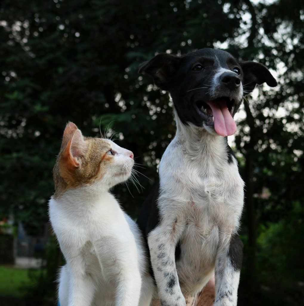 Tribu Centro veterinario
