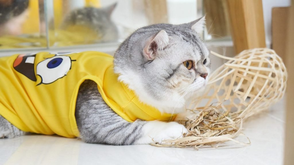 Todo Mascostas Costa Rica