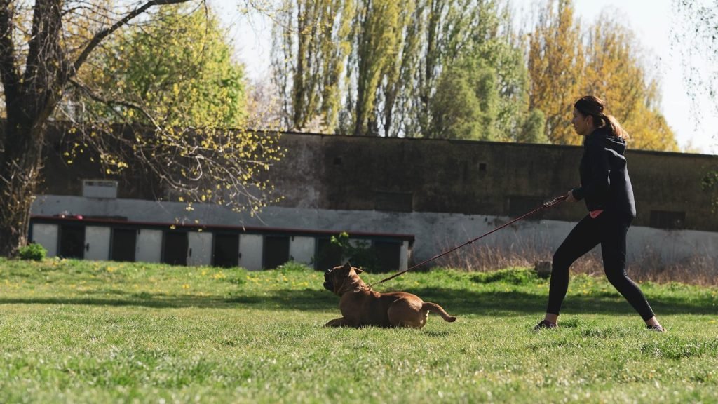 Adiestramiento Canino CR