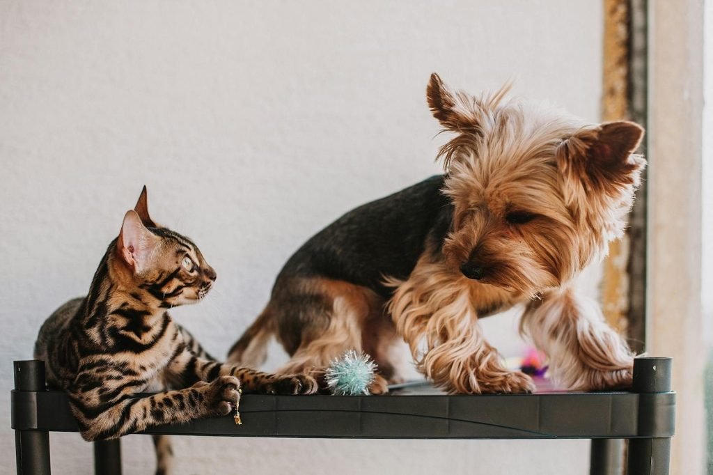 Veterinaria y Spa Dr Pet