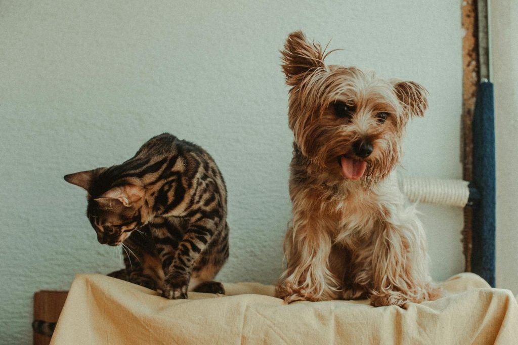 Clinica Veterinaria Dr Duran