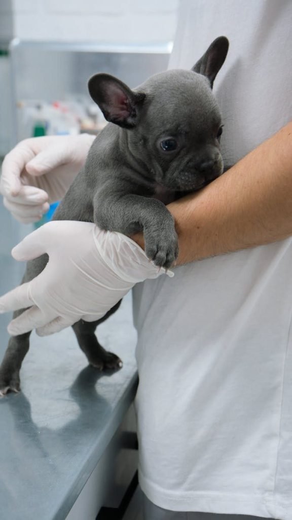 Pet Wellnes Center