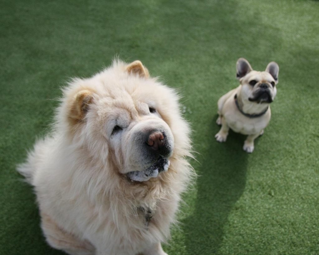 Paw Resort Spa and Day Care