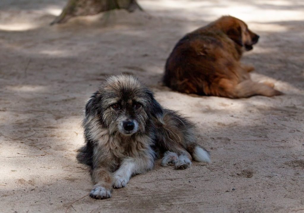 Asociación Auxilio Animal