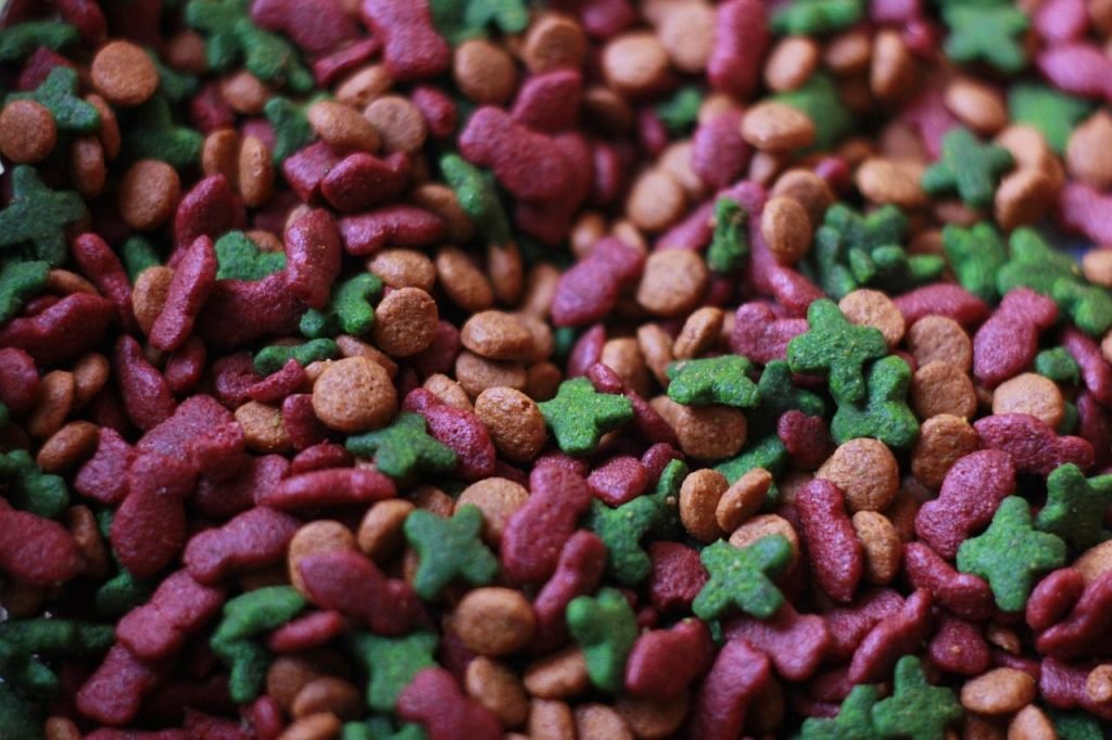 cat food, nature, food, animal, feed