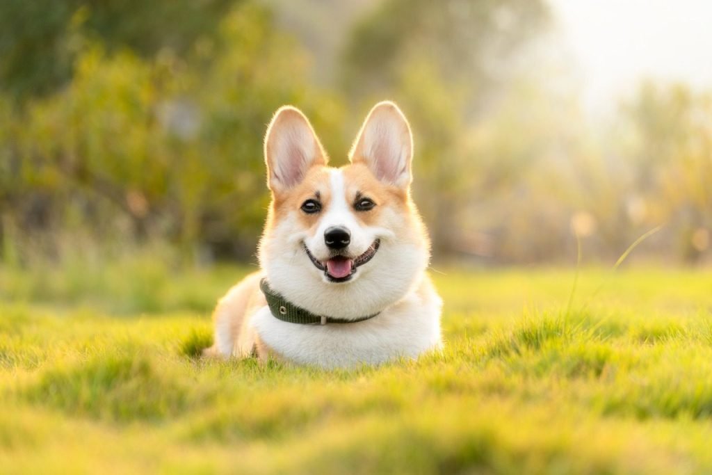 Memorial Pets