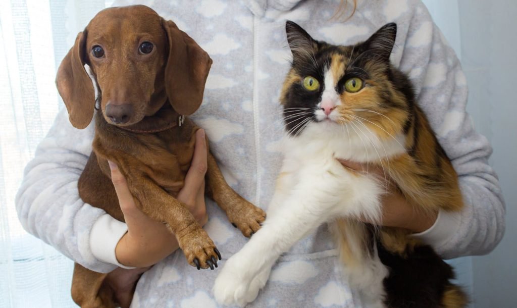 La Cuadra Clinica Veterinaria