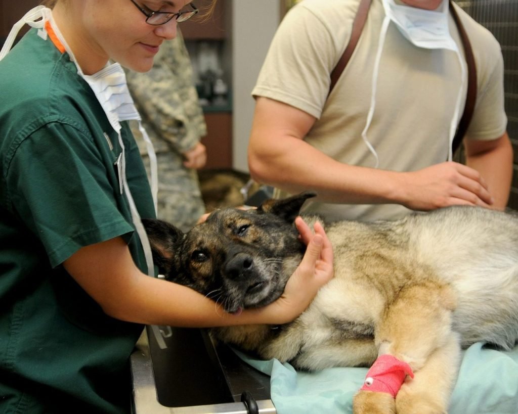 Hospital Veterinario de Especialidades
