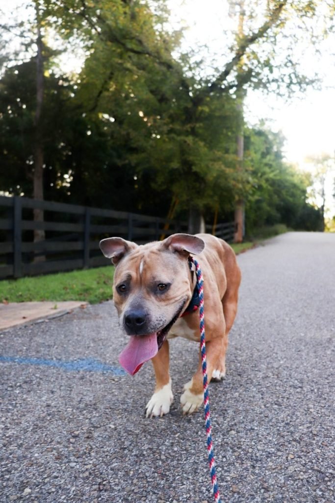 Dog Walker