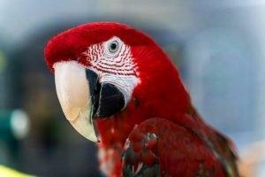 Certificado Veterinario de Operación (CVO) en Costa Rica