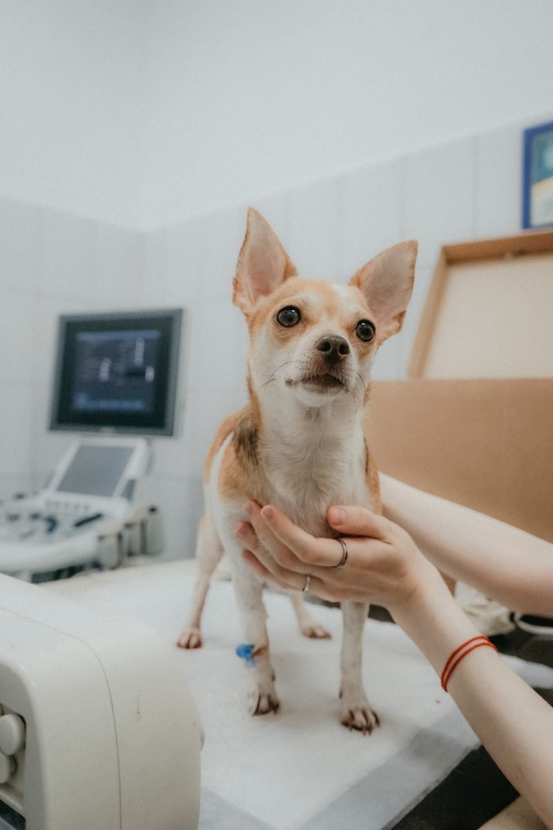 Consulta de oncología veterinaria en Costa Rica