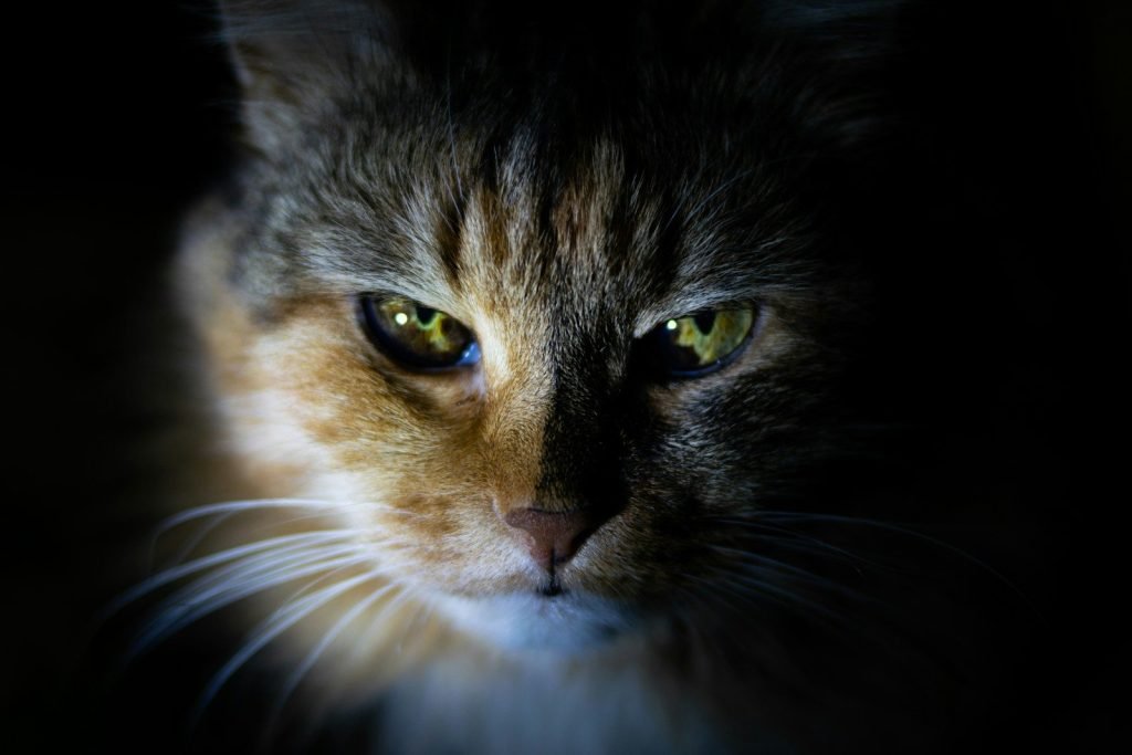 CORV - Clínica de Oncología y Radioterapia Veterinaria