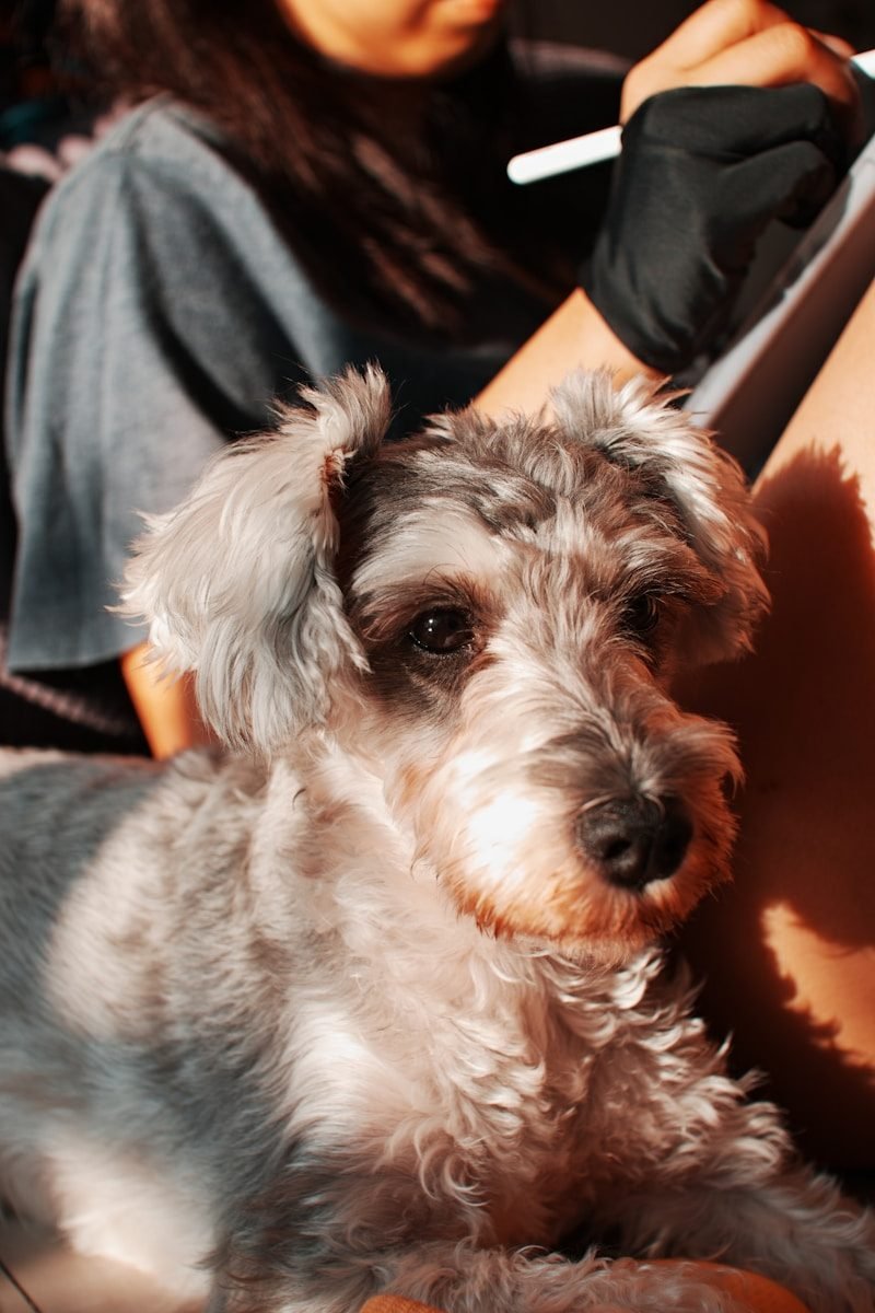 Examen de sangre para detectar erliquia en perros
