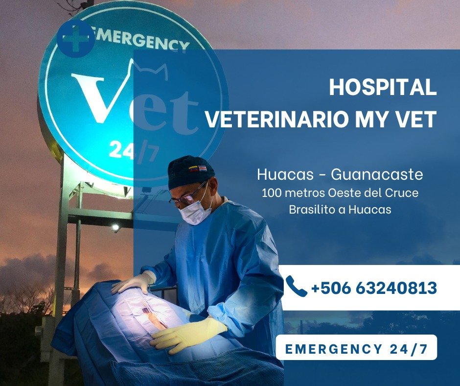 My Vet