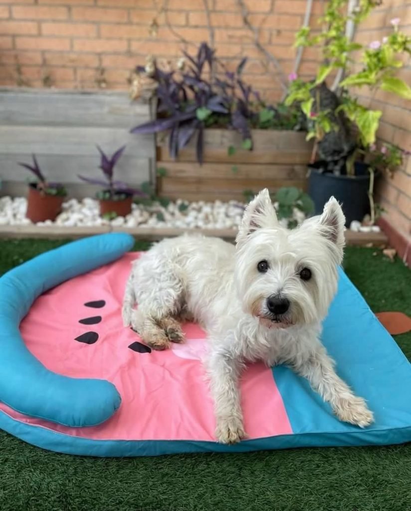 Pet Corner